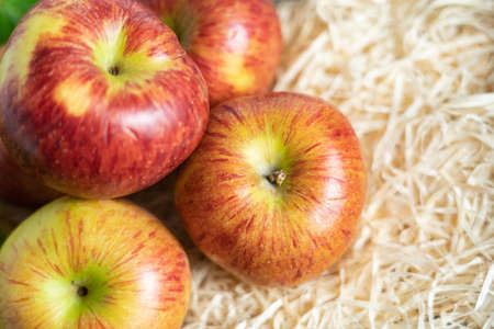 Freshly picked apples on strawの写真素材