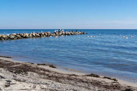 Many seagulls on the Baltic coast near Dahme, Germanyの写真素材