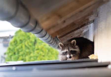 Frightened raccoon sits on a shed roof in broad daylightの写真素材