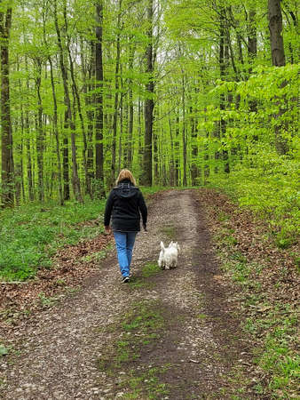 Caucasian woman walks with west highland white terrier in forest, cloudy and springtimeの写真素材