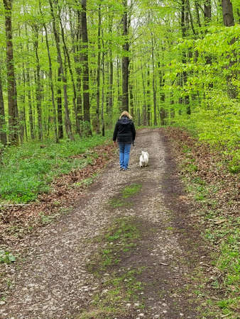 Caucasian woman walks with west highland white terrier in forest, cloudy and springtimeの写真素材