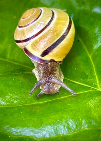 Smaller banded snail crawls on a green leafの写真素材