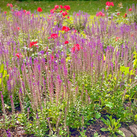Beautiful flower bed in a park with roses and lavenderの写真素材