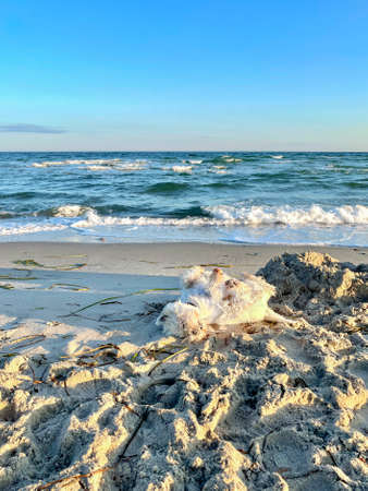 West Highland White Terrier has fun on the beachの写真素材