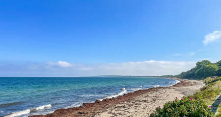 Natural beach on the German Baltic Sea with lots of washed up algaeの写真素材