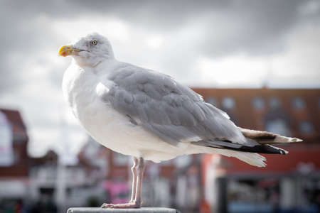 Seagull on a pole, looking at cameraの写真素材