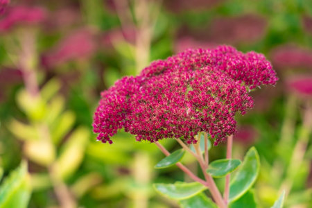Large pink flower with green background and copy space