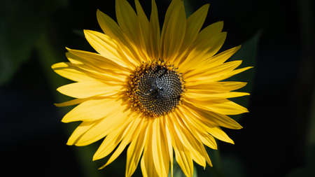Beautiful sunflowers in the garden, dark backgroundの写真素材