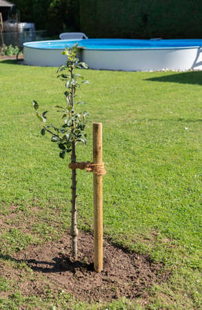 Freshly planted young pear tree, fastened with a wooden pegの写真素材
