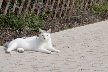 Cute white cat lies on the sidewalk, copy spaceの写真素材