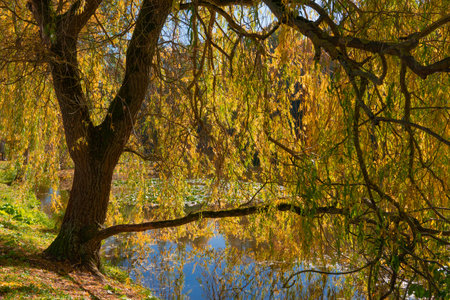Beautiful old tree with autumn leaves by a lakeの写真素材