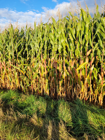 Shadows of two people in front of a corn field on a sunny autumn dayの写真素材