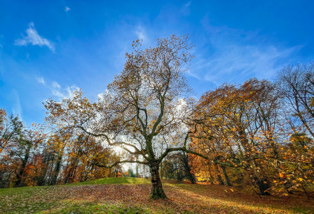 Autumn trees on a meadow in the park on a sunny dayの写真素材