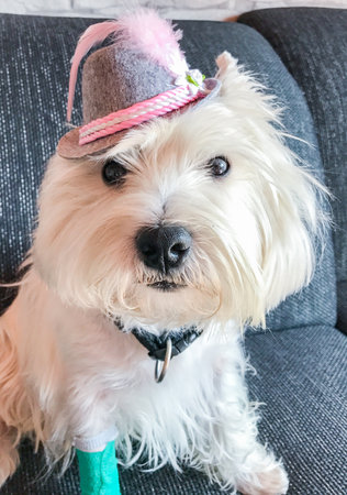 West Highland White terrier with funny bavarian hat is looking directly at the cameraの写真素材