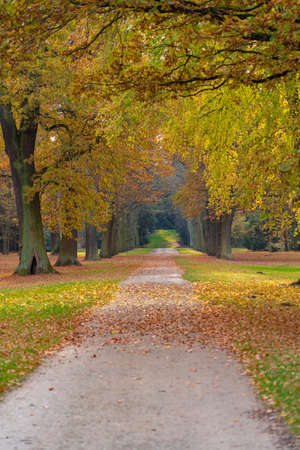 Autumn in a park in Kassel, Germany, with a lot of old trees and a footpathの写真素材