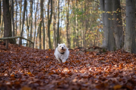 Small West Highland White Terrier runs through the autumn forestの写真素材