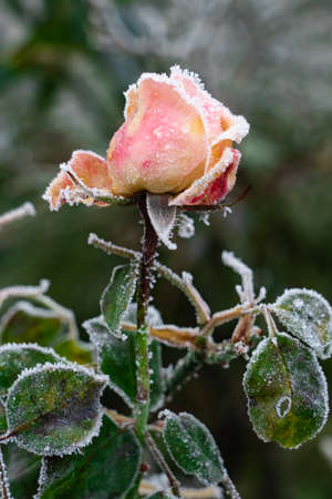 Red rose covered with hoarfrostの写真素材