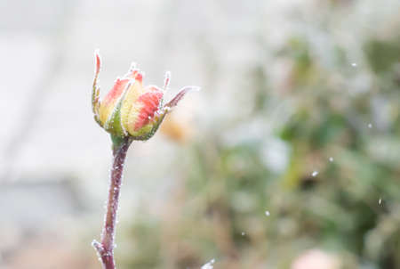 Beautiful rose covered with hoarfrost, copy spaceの写真素材