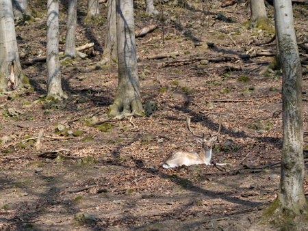 Beautiful lying deer in the forestの写真素材