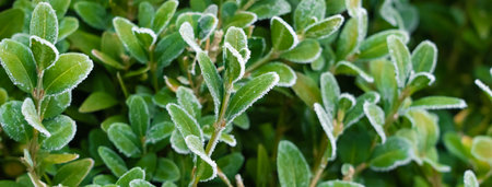 Green plant covered with hoarfrostの写真素材