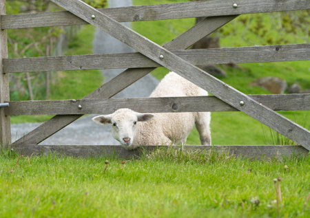 Cute little sheep sticking his head through the wooden gate and looking at the cameraの写真素材