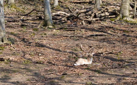 Beautiful lying deer in the forestの写真素材