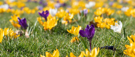 Panorama of beautiful yellow and purple crocuses on a sunny spring dayの写真素材
