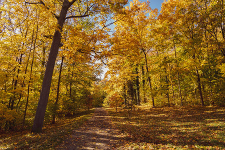 Beautiful autumn forest path on a sunny day in Kassel, Germanyの写真素材
