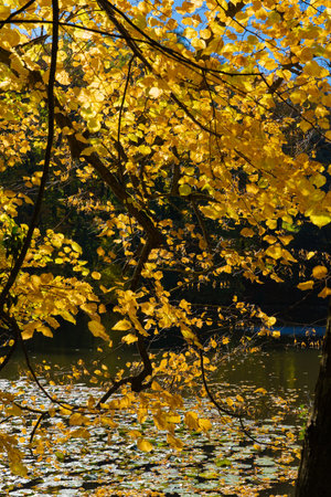 Autumn-colored leaves on a branch that extends over a lakeの写真素材
