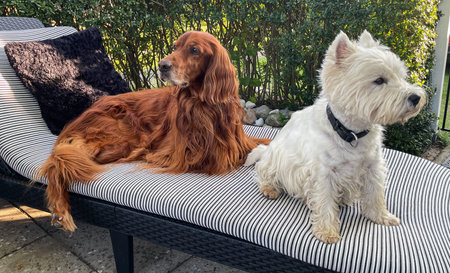 An Irish Setter and a West Highland White Terrier together on a sun lounger