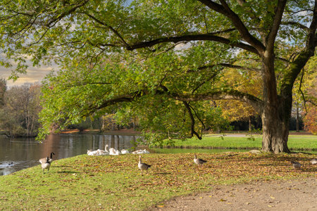 Young swans are resting on the bank of a lakeの写真素材