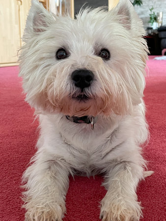 West Highland White Terrier is lying on a red carpet in the living room and is looking directly at the cameraの写真素材