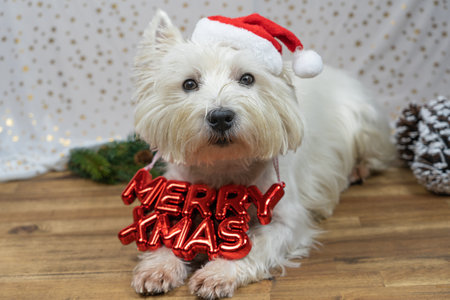 Little white dog, West Highland White Terrier, with a Santa Claus hat and the words Merry Xmas around his neckの写真素材