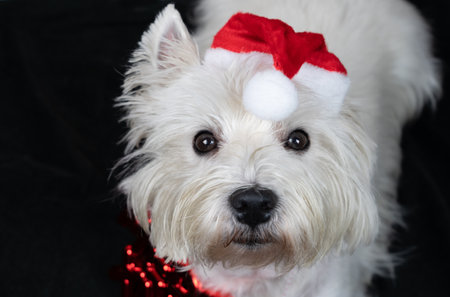 Little white dog, West Highland White Terrier, with a Santa Claus hatの写真素材