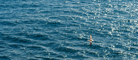 A seagull flies low over the waterの写真素材