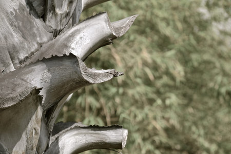 A close up view of the textured cut branches  on a coconut palm.の写真素材