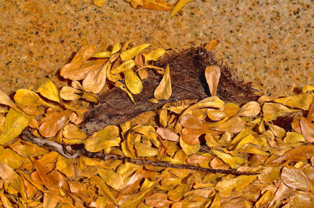 Autumn colours shown in a washed up pile of leaves, twigs and coconut husks. 