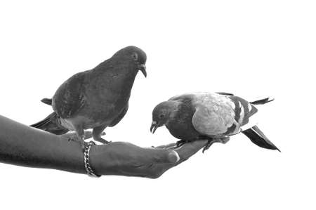 A black and white image of two feeding pigeons. の写真素材