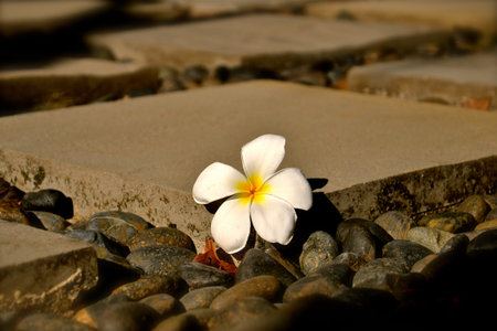 Perspective view of white frangiapani flower resting on a zen style stone flags and pebble pathway. の写真素材