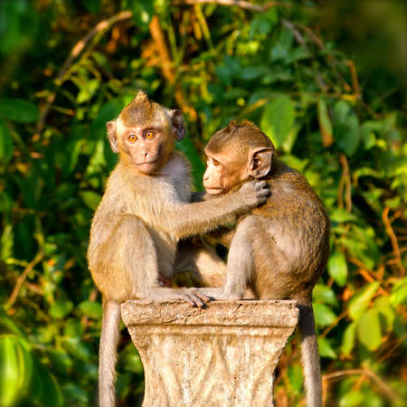 A pair of macaque monkeys sitting on a concrete pillar caugh in the early morning sunlight.の写真素材