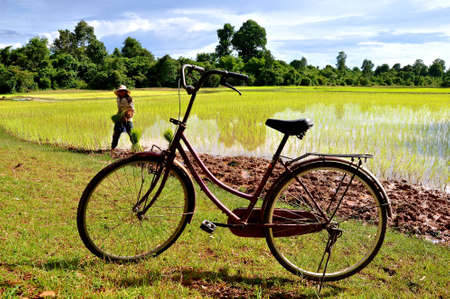 A tropical setting of lush green rice paddy fields. The planters old bike is parked in the foreground of the image. の写真素材