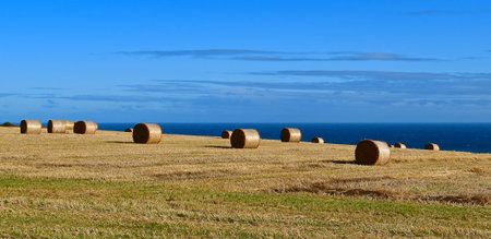 A harvested field covered in cylindrical golden hay bails against a background of a bright blue sky...