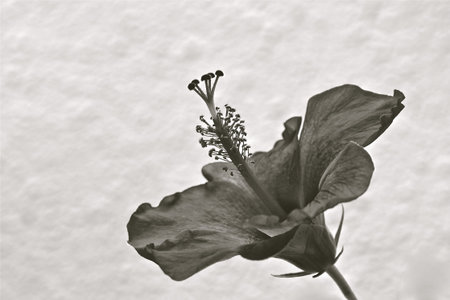 Side profile of the anther and carpel of a blossoming flower isolated against a white background. の写真素材