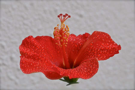 Macro image of a red flowerの写真素材