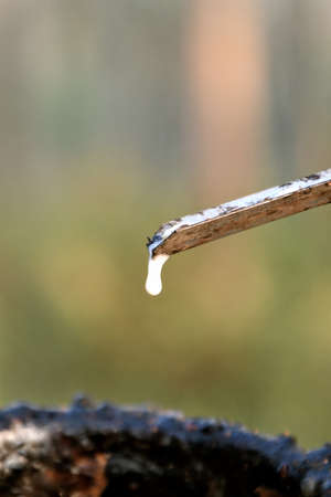 Macro view of liquid latex dripping from a rubber tap into a collecting bowl below.の写真素材