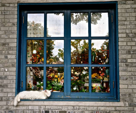 A fluffy white cat sleeping infront of the colourful shop window, with blue wooden frames. の写真素材