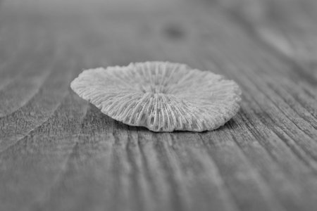 Side perspective view of a piece of white bleached coral on a rustic background of textured wood.