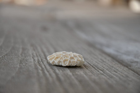 Side perspective view of a piece of white bleached coral on a rustic background of textured wood.