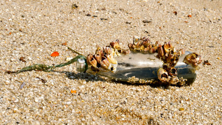 A barnacle covered bottle washed up on a sandy beach. 