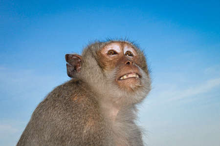 An upward profile of a macaque monkey against a blue sky background.の写真素材